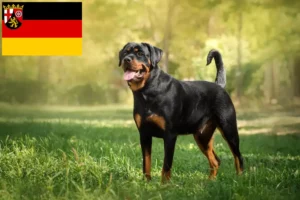 Lee más sobre el artículo Criadores de rottweiler y cachorros en Renania-Palatinado