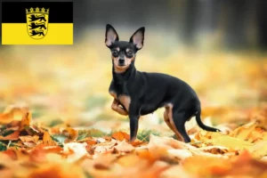 Lee más sobre el artículo Criadores de Russkiy Toy y cachorros en Baden-Württemberg