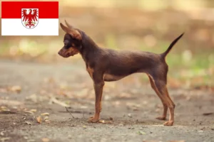 Lee más sobre el artículo Criadores de Russkiy Toy y cachorros en Brandenburgo