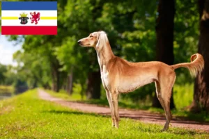 Lee más sobre el artículo Criadores de salukis y cachorros en Mecklemburgo-Pomerania Occidental