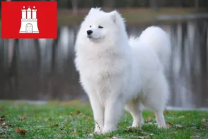 Lee más sobre el artículo Criadores de samoyedos y cachorros en Hamburgo