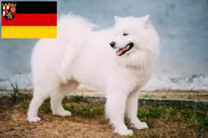 Lee más sobre el artículo Criadores de samoyedos y cachorros en Renania-Palatinado