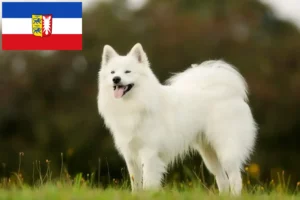 Lee más sobre el artículo Criadores de samoyedos y cachorros en Schleswig-Holstein