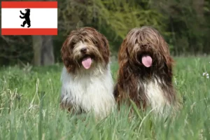 Lee más sobre el artículo Criadores de Schapendoes y cachorros en Berlín