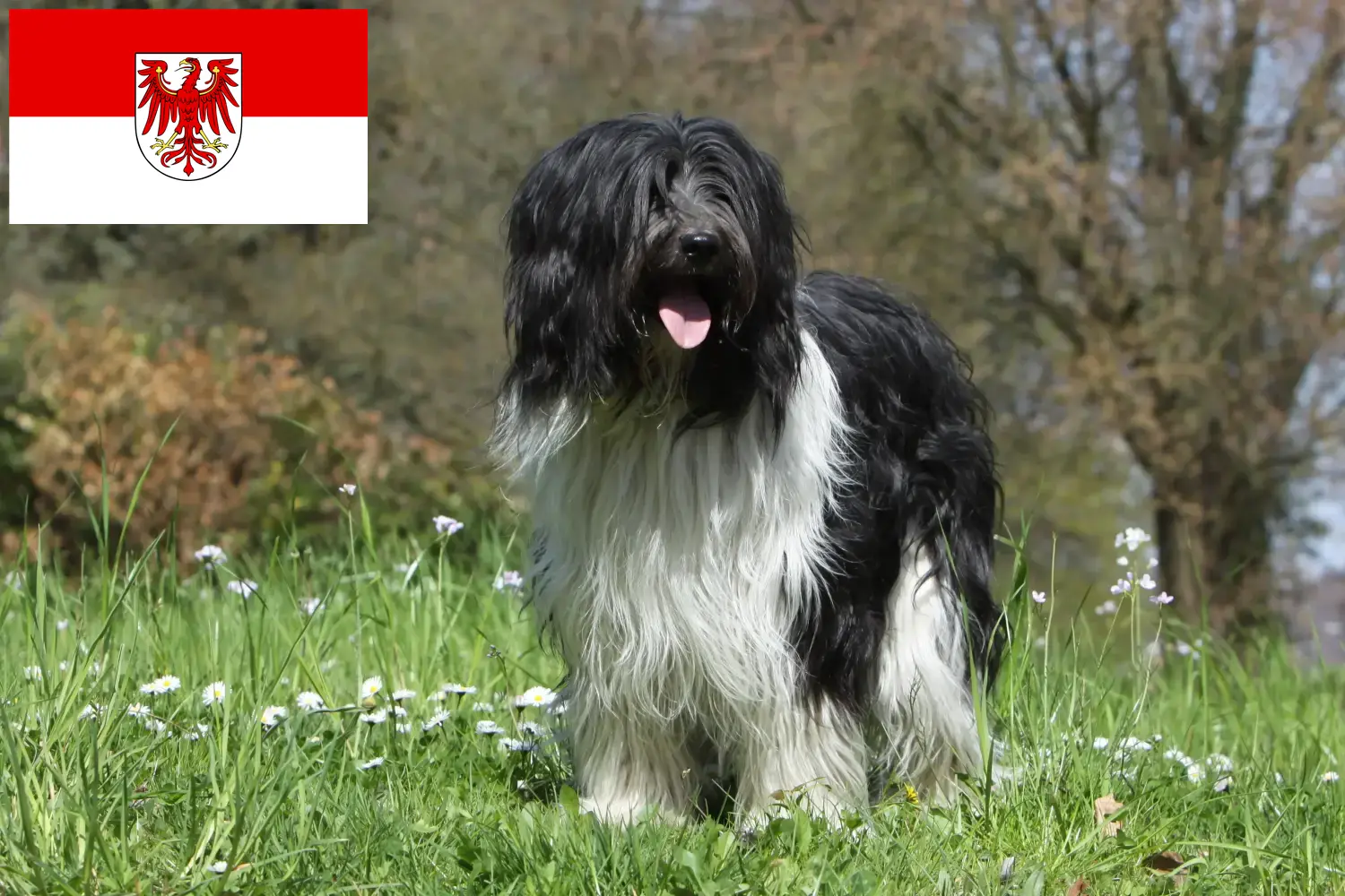 Lee más sobre el artículo Criadores de Schapendoes y cachorros en Brandenburgo