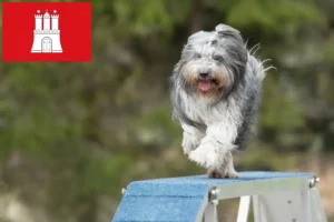 Lee más sobre el artículo Criadores de Schapendoes y cachorros en Hamburgo