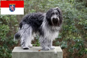 Lee más sobre el artículo Criadores de Schapendoes y cachorros en Hessen