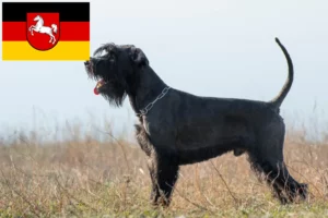 Lee más sobre el artículo Criadores de Schnauzer y cachorros en Baja Sajonia