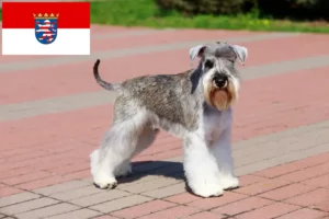 Lee más sobre el artículo Criadores de Schnauzer y cachorros en Hessen