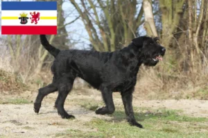 Lee más sobre el artículo Criadores de Schnauzer y cachorros en Mecklemburgo-Pomerania Occidental