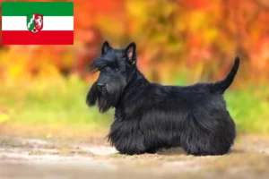 Lee más sobre el artículo Criadores de Scottish Terrier y cachorros en Renania del Norte-Westfalia