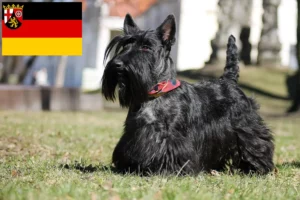 Lee más sobre el artículo Criadores de Scottish Terrier y cachorros en Renania-Palatinado