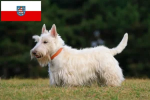 Lee más sobre el artículo Criadores de Scottish Terrier y cachorros en Turingia