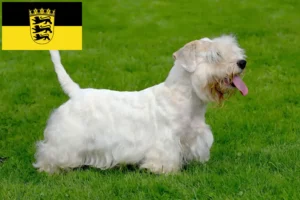 Lee más sobre el artículo Criadores de Sealyham Terrier y cachorros en Baden-Württemberg