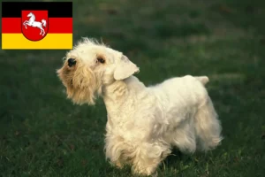 Lee más sobre el artículo Criadores de Sealyham Terrier y cachorros en Baja Sajonia