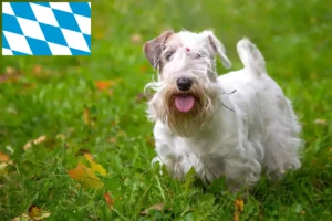 Lee más sobre el artículo Criadores y cachorros de Sealyham Terrier en Baviera