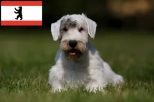 Lee más sobre el artículo Criadores de Sealyham Terrier y cachorros en Berlín