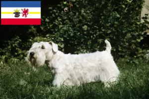 Lee más sobre el artículo Criadores de Sealyham Terrier y cachorros en Mecklemburgo-Pomerania Occidental