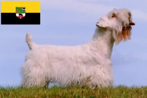 Lee más sobre el artículo Criadores y cachorros de Sealyham Terrier en Sajonia-Anhalt