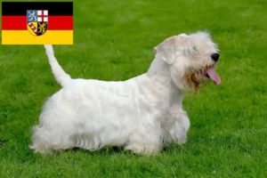 Lee más sobre el artículo Criadores de Sealyham Terrier y cachorros en Sarre