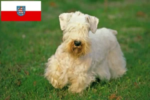 Lee más sobre el artículo Criadores de Sealyham Terrier y cachorros en Turingia