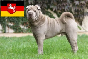 Lee más sobre el artículo Criadores de Shar-Pei y cachorros en Baja Sajonia