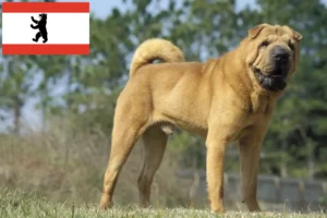 Lee más sobre el artículo Criadores de Shar-Pei y cachorros en Berlín