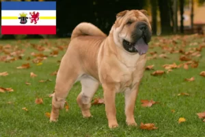 Lee más sobre el artículo Criadores de Shar-Pei y cachorros en Mecklemburgo-Pomerania Occidental