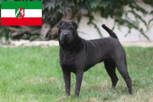 Lee más sobre el artículo Criadores de Shar-Pei y cachorros en Renania del Norte-Westfalia