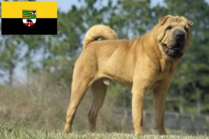 Lee más sobre el artículo Criadores de Shar-Pei y cachorros en Sajonia-Anhalt