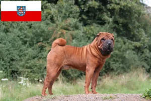 Lee más sobre el artículo Criadores de Shar-Pei y cachorros en Turingia