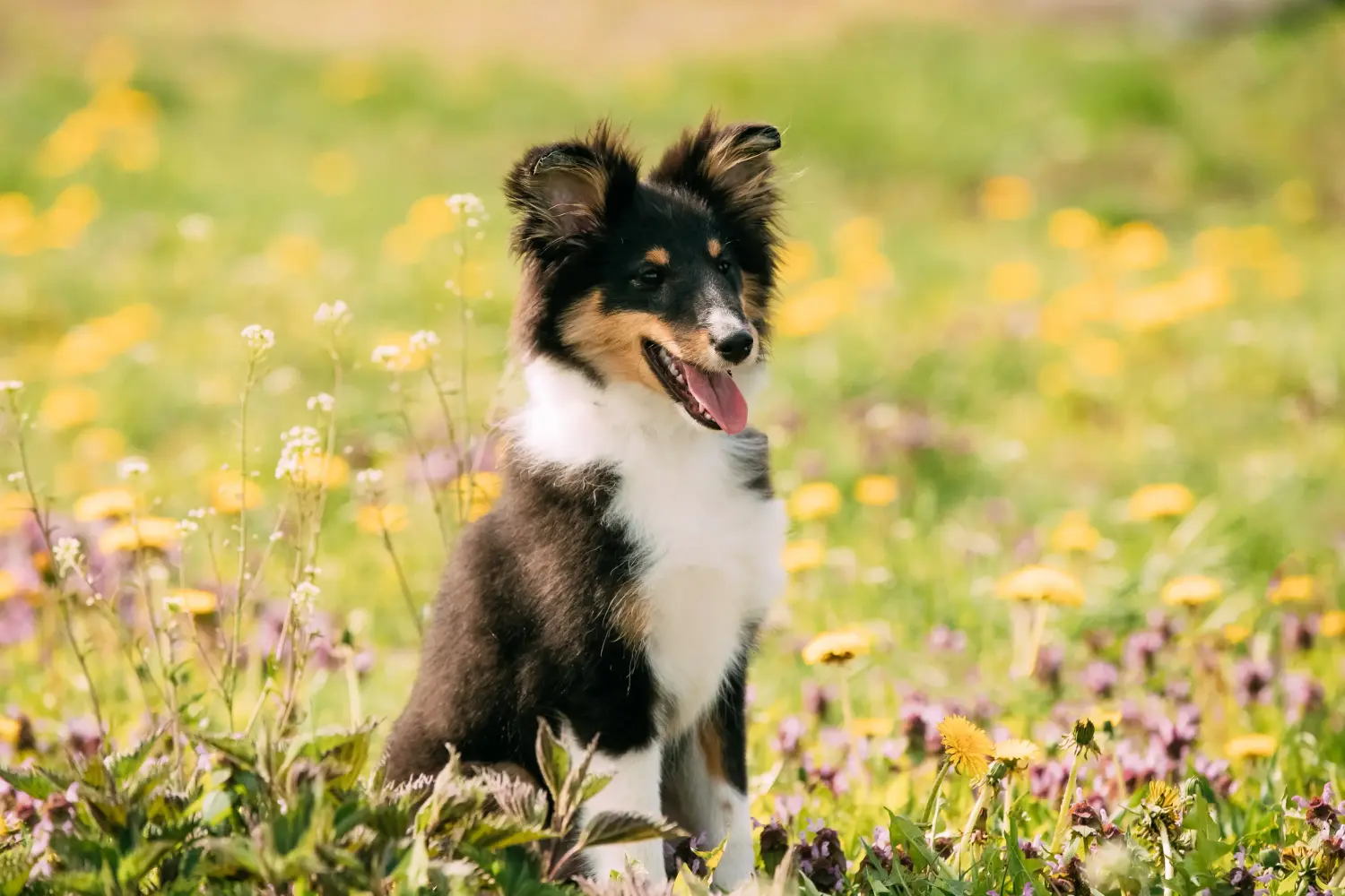Comprar un cachorro de Sheltie significa asumir responsabilidades. Comprar cachorros Sheltie.