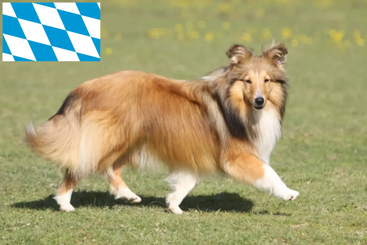 Sheltie cachorros y criadores Baviera Aquí puedes encontrar criadores de Shelties en Baviera.