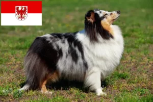 Lee más sobre el artículo Criadores de Sheltie y cachorros en Brandenburgo