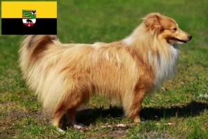 Lee más sobre el artículo Criadores de Sheltie y cachorros en Sajonia-Anhalt