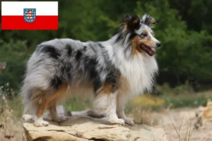 Lee más sobre el artículo Criadores de Sheltie y cachorros en Turingia