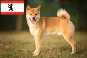 Lee más sobre el artículo Criadores de Shiba y cachorros en Berlín