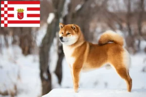 Lee más sobre el artículo Criadores de Shiba y cachorros en Bremen