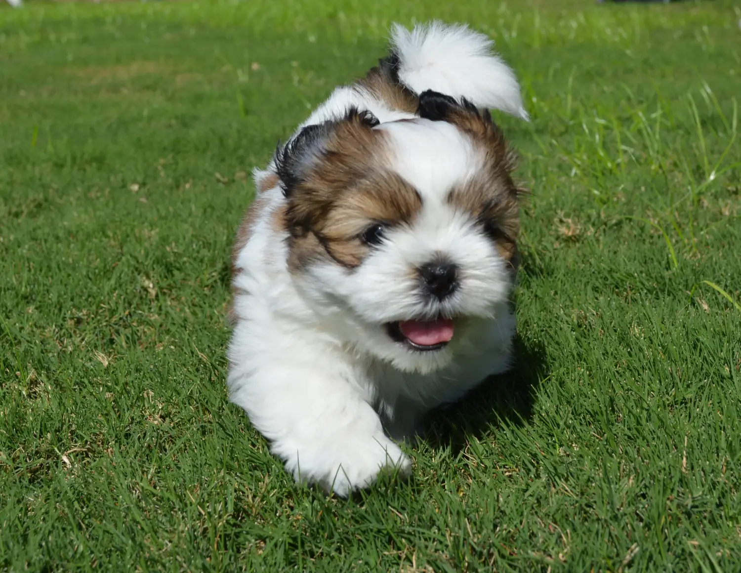 Comprar un cachorro de Shih Tzu significa asumir responsabilidades. Comprar cachorros de Shih Tzu.