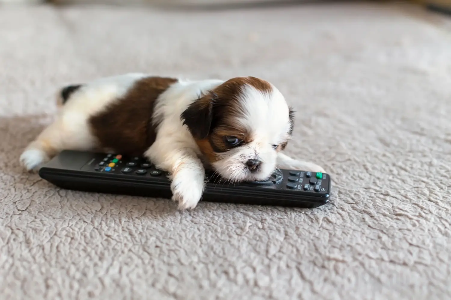 Comprar un cachorro de Shih Tzu significa asumir responsabilidades. Comprar cachorros de Shih Tzu.