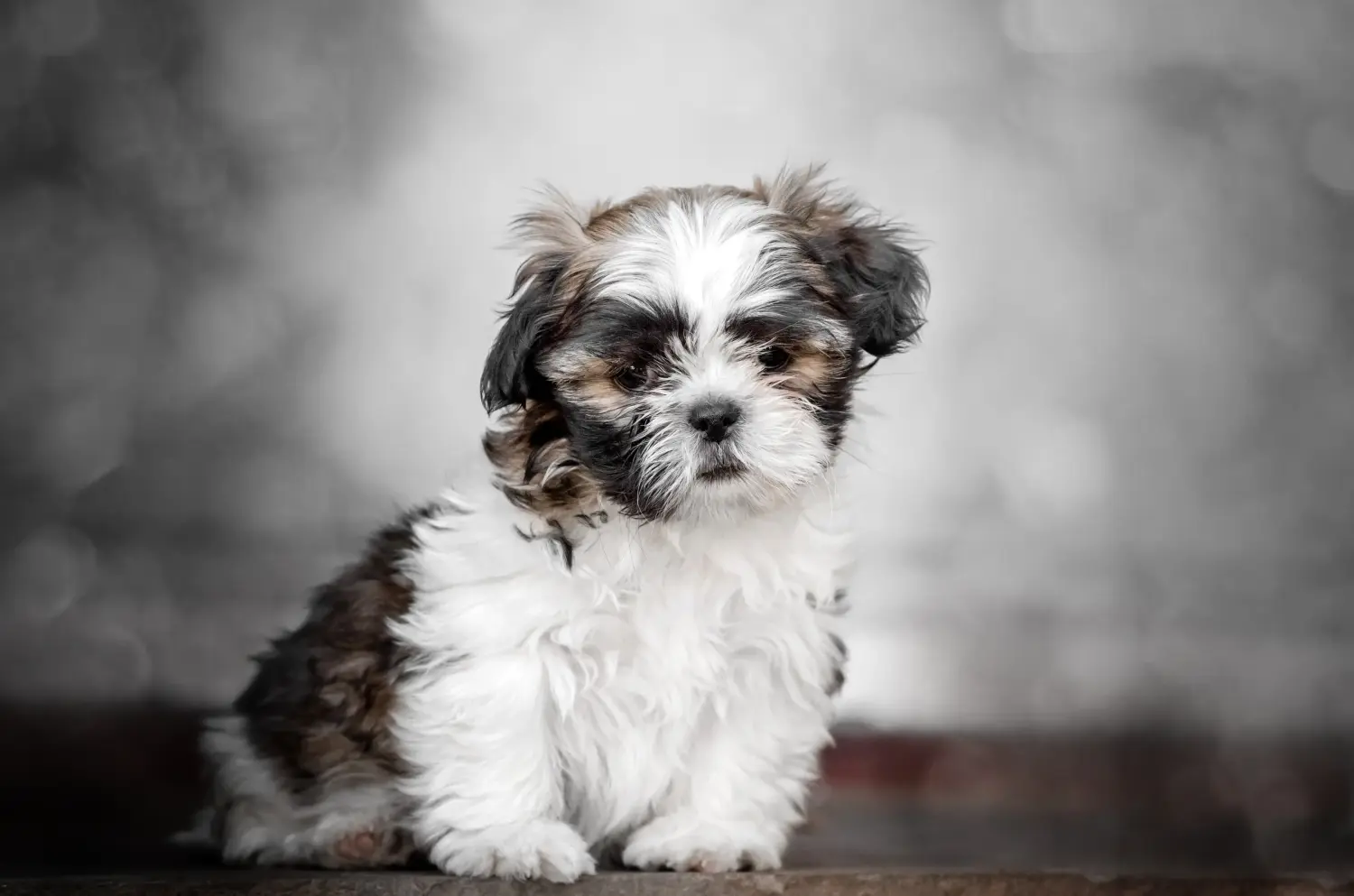 Comprar un cachorro de Shih Tzu significa asumir responsabilidades. Comprar cachorros de Shih Tzu.