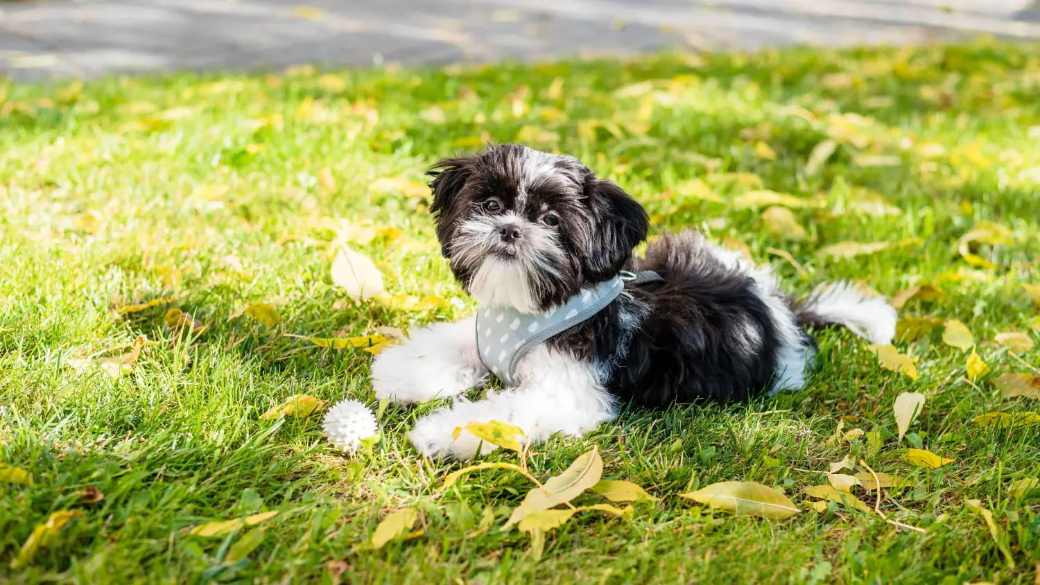 Comprar un cachorro de Shih Tzu significa asumir responsabilidades. Comprar cachorros de Shih Tzu.
