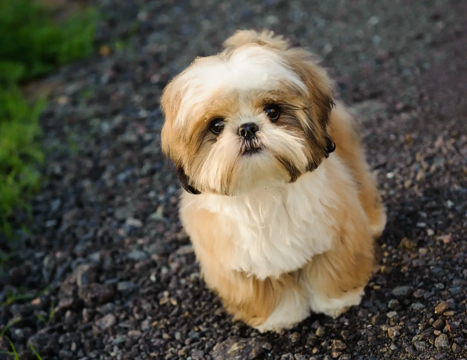 Comprar un cachorro de Shih Tzu significa asumir responsabilidades. Comprar cachorros de Shih Tzu.