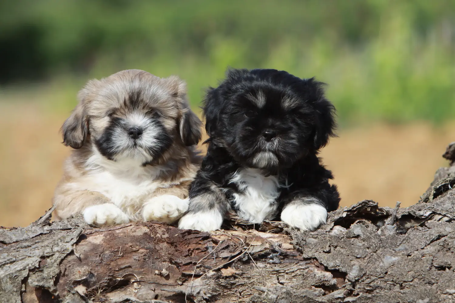 Comprar un cachorro de Shih Tzu significa asumir responsabilidades. Comprar cachorros de Shih Tzu.
