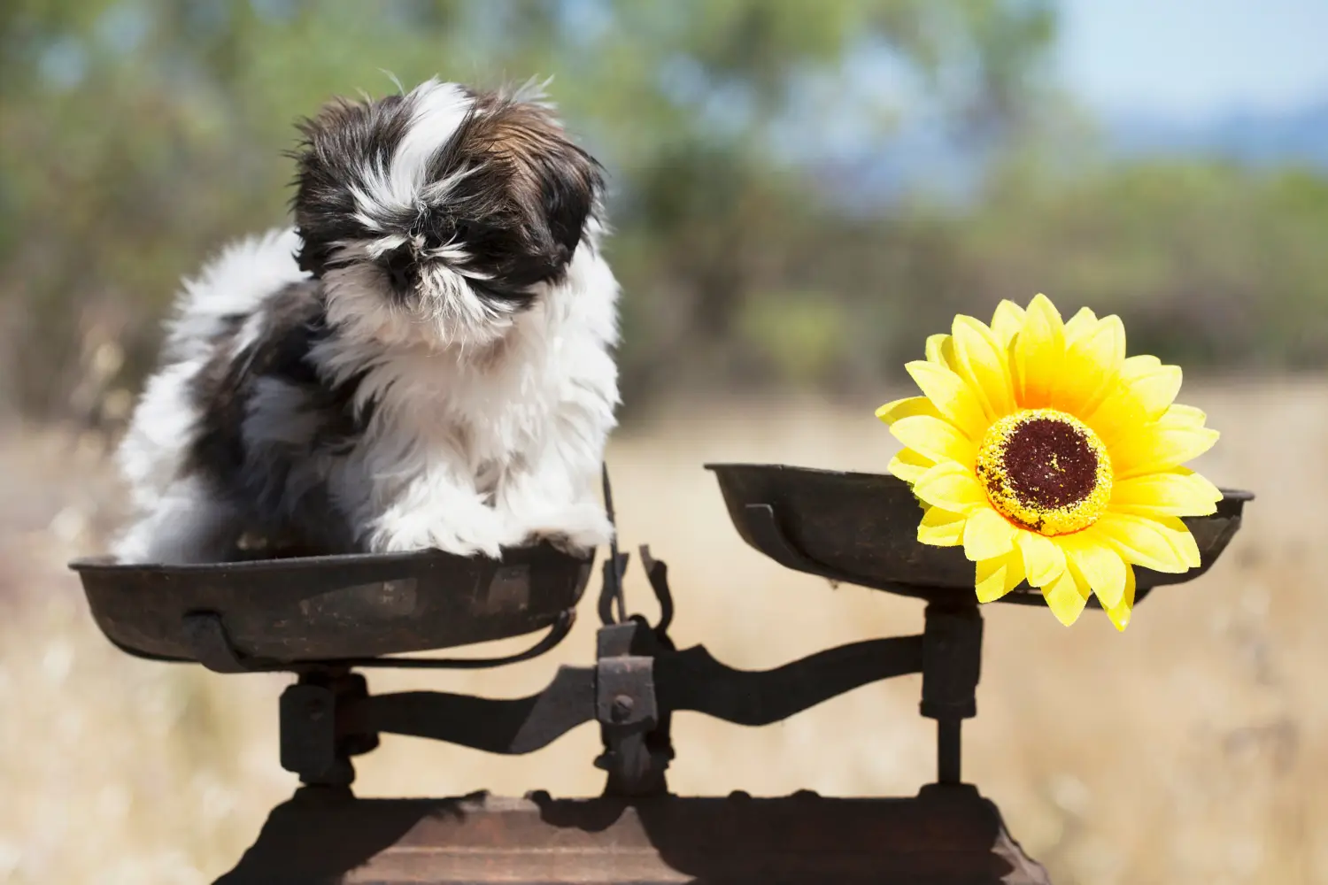 Comprar un cachorro de Shih Tzu significa asumir responsabilidades. Comprar cachorros de Shih Tzu.