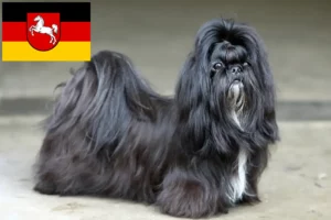 Lee más sobre el artículo Criadores de Shih Tzu y cachorros en Baja Sajonia