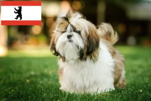 Lee más sobre el artículo Criadores de Shih Tzu y cachorros en Berlín