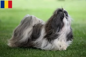 Lee más sobre el artículo Criadores de Shih Tzu y cachorros en Rumanía