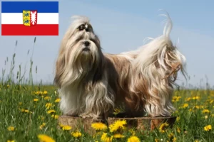 Lee más sobre el artículo Criadores de Shih Tzu y cachorros en Schleswig-Holstein