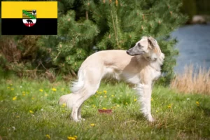 Lee más sobre el artículo Criadores y cachorros de Silken Windsprite en Sajonia-Anhalt